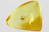 Fossil Biting Midge (Ceratopogonidae) in Baltic Amber #352849-1